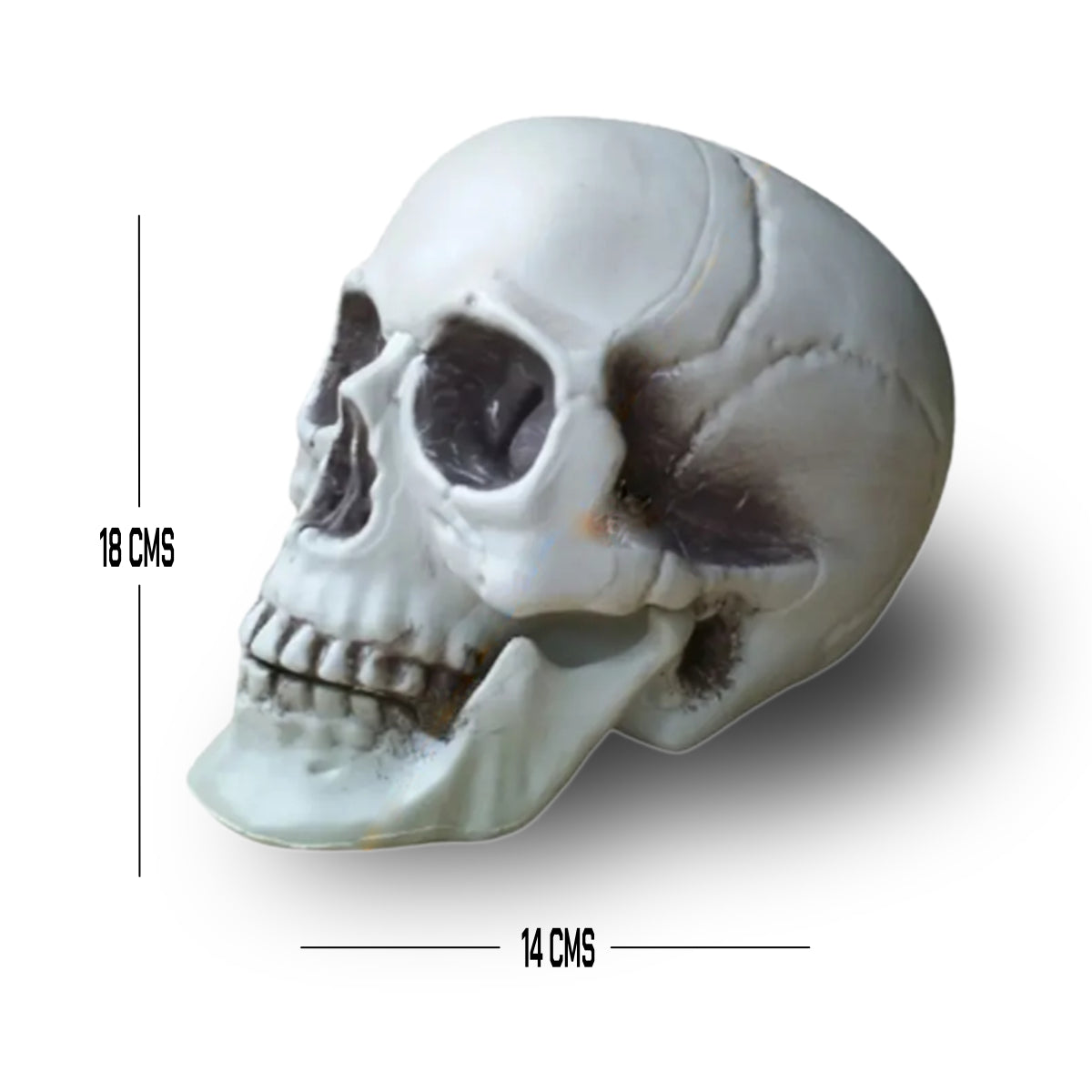 CALAVERA HUMANA DECORACIÓN