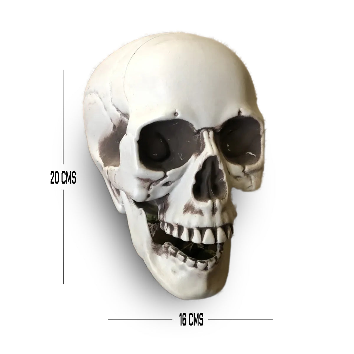 CALAVERA HUMANA DECORACIÓN 20