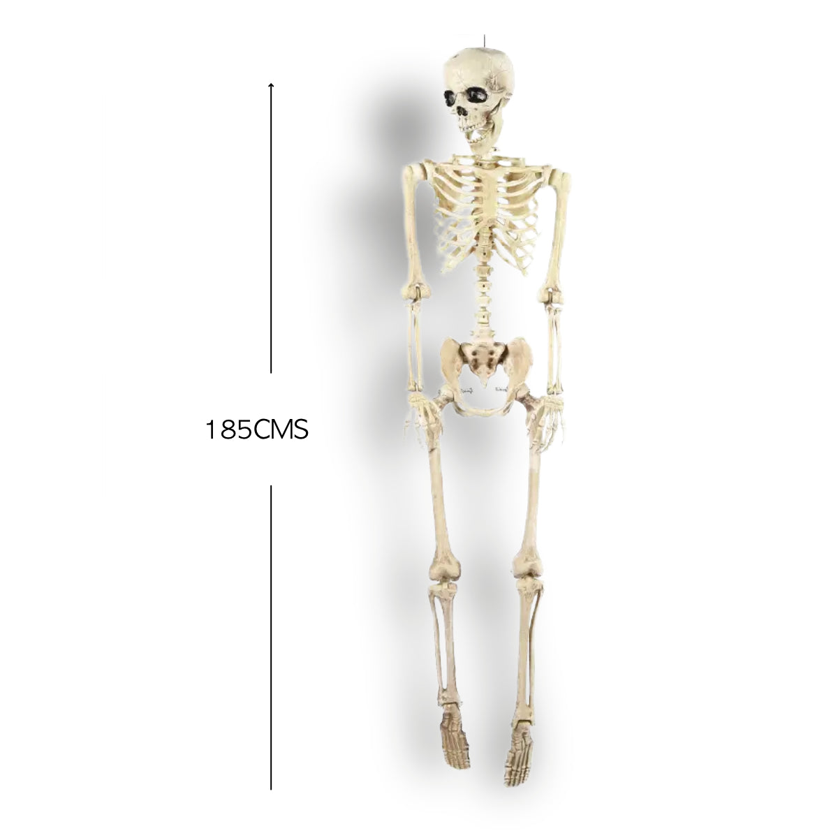 ESQUELETO TAMAÑO HUMANO GIGANTE 1,85CMS.