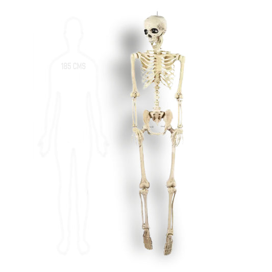 ESQUELETO TAMAÑO HUMANO GIGANTE 1,85CMS.